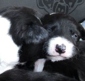 300Welpen 2 Wochen 025.jpg